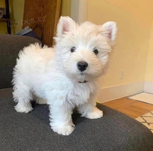 Maltská štěňata. Maltská štěňata.