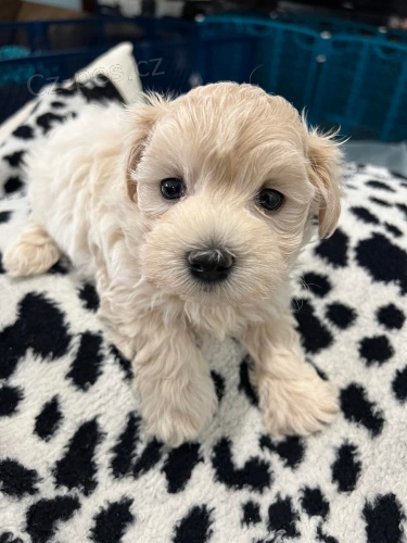 Maltipoo štěňata. Maltipoo štěňata.