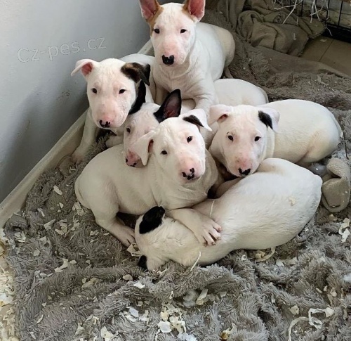 Štěňata býčího teriéra. Štěňata býčího teriéra.