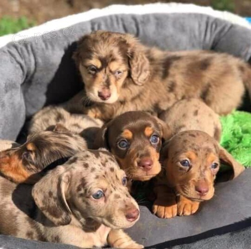 Štěňata jezevčíka. Štěňata jezevčíka.