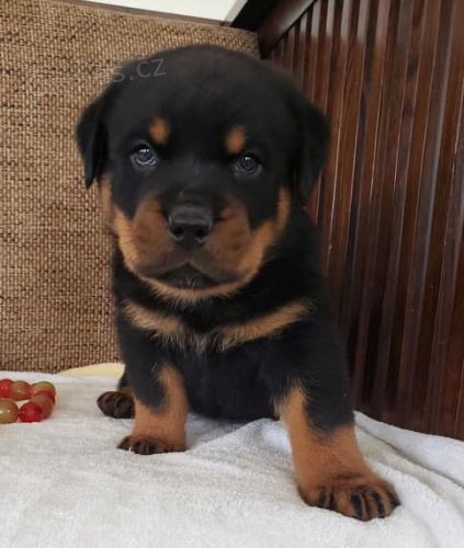 �t��ata rottweiler�.