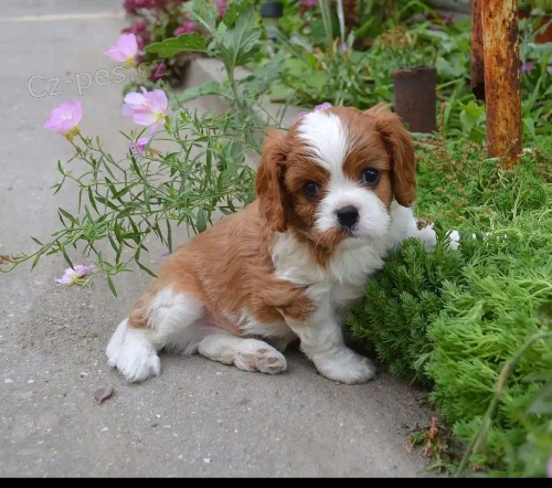 Úžasný Cavalier King Charles štěňata. Úžasný Cavalier King Charles štěňata.