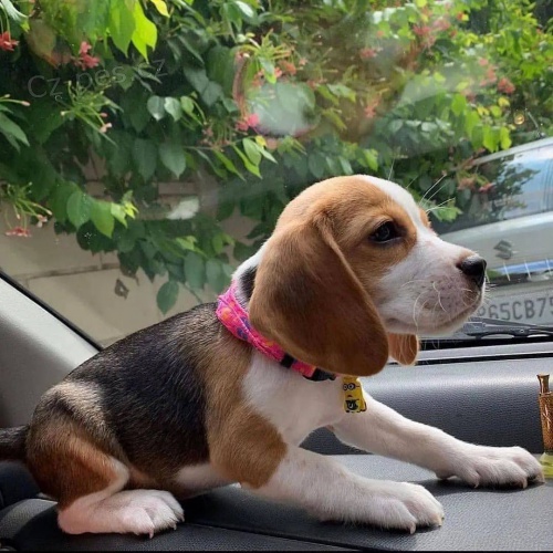 Rodokmen Štěňata bíglů. Rodokmen Štěňata bíglů.