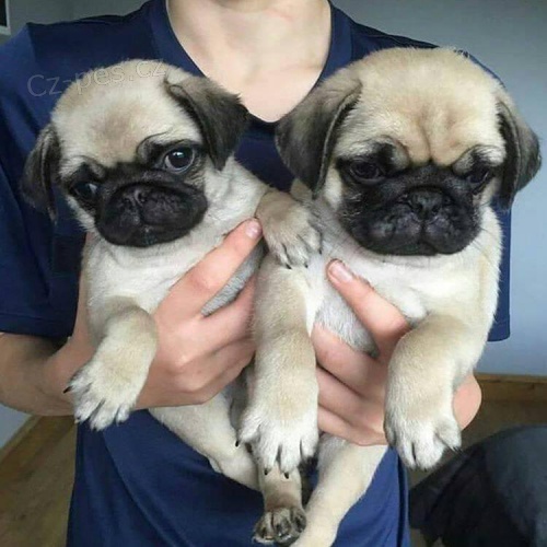 Rodokmen Štěňata mopslíků. Rodokmen Štěňata mopslíků.