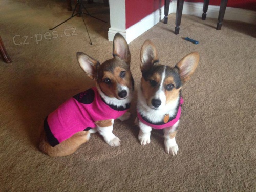 Sladký chlapeček a holčička Corgi štěňata. Sladký chlapeček a holčička Corgi štěňata.