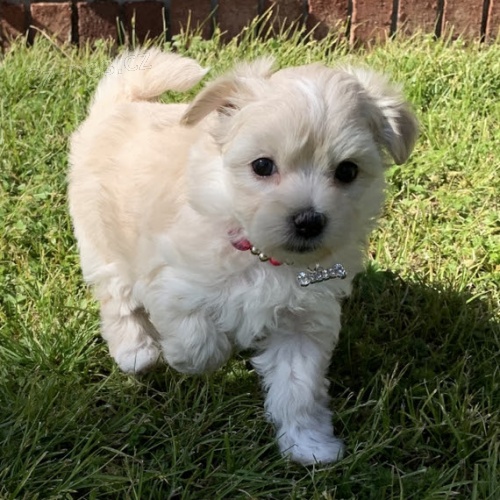 PRODÁM OČKOVANÁ miniaturní štěňata Maltézáků. PRODÁM OČKOVANÁ miniaturní štěňata Maltézáků.