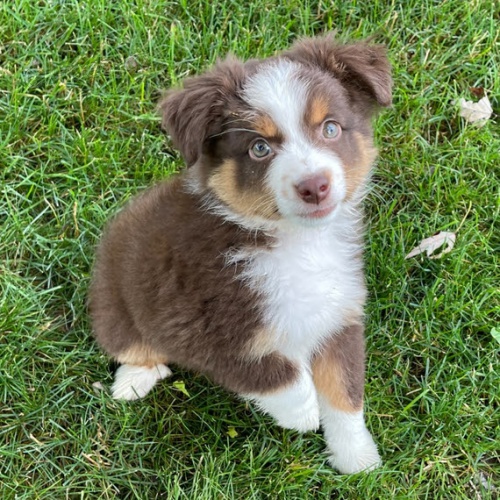 Prod�m o�kovan� �t��ata australsk�ho ov��ka