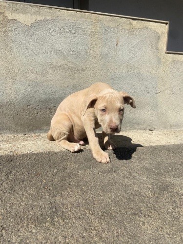 Pitbull �t��ata na prodej