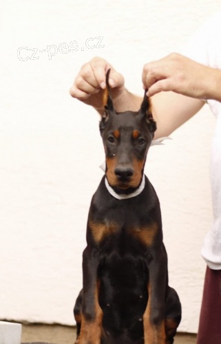 Dobrman �t��ata