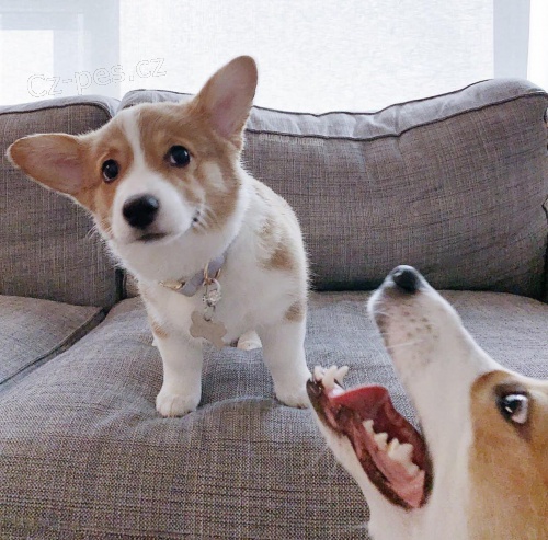 Pembroke Welsh Corgi štěňata. Pembroke Welsh Corgi štěňata.