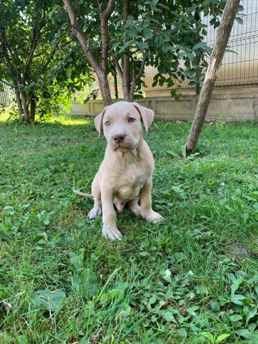 Štěňata Pitbull teriéra. Štěňata Pitbull teriéra.