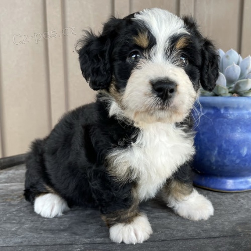 �t��ata Bernedoodle na prodej (�t��ata Bernedoodle jsou k��encem bernsk�ho sala�nick�ho psa a standardn�ho pudla).