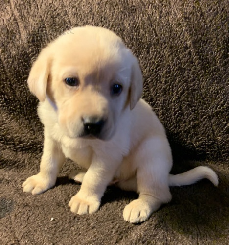 Prod�m zdrav� a o�kovan� �t��ata labradorsk�ho retr�vra.