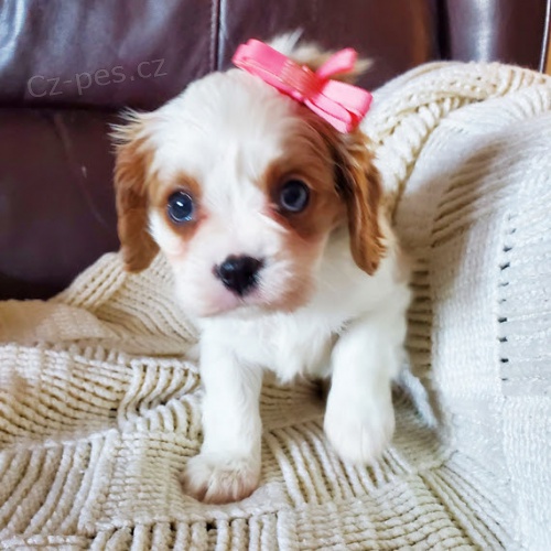Prod�m o�kovan� �t��ata Kaval�r King Charles Spaniel.