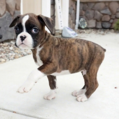 Prod�m kr�sn� o�kovan� �t��ata n�meck�ho boxera