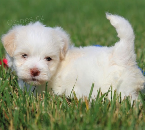 Prod�m o�kovan� a od�erven� �t��ata Havana.