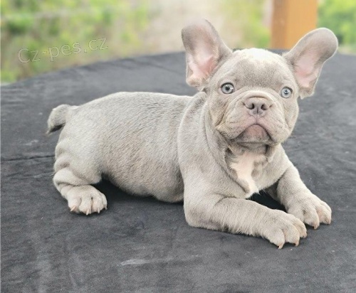 Štěňata francouzského buldoka k adopci. Štěňata francouzského buldoka k adopci.