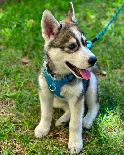 Rodokmen štěňat sibiřského husky k adopci. Rodokmen štěňat sibiřského husky k adopci.