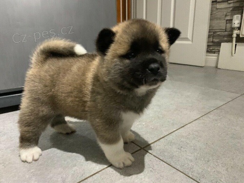 Rodokmen štěňat Akita k adopci. Rodokmen štěňat Akita k adopci.