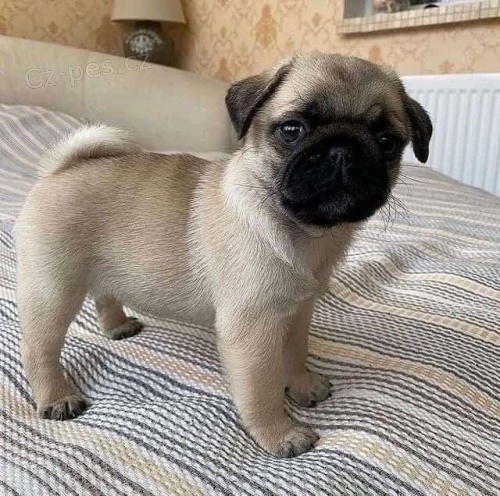 Ohromující štěňata mopslíků k adopci. Ohromující štěňata mopslíků k adopci.