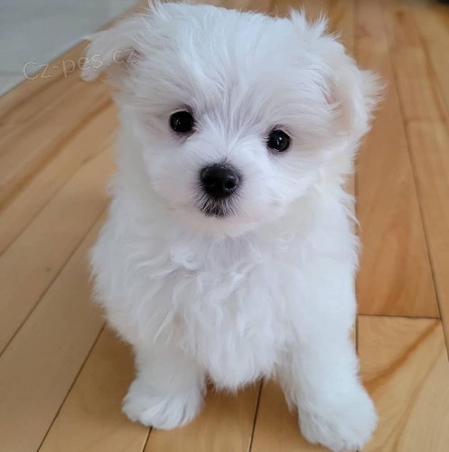 Krásná maltská štěňátka k adopci. Krásná maltská štěňátka k adopci.