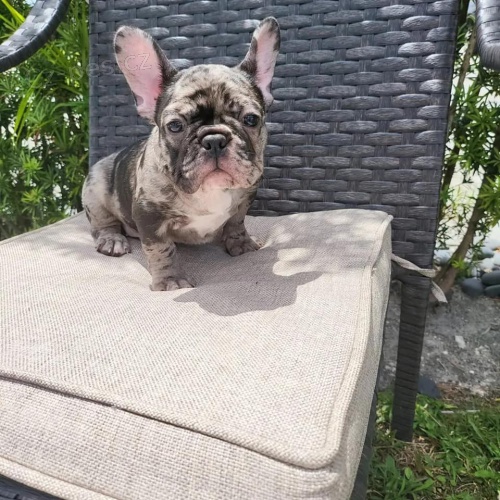 Štěňata francouzského buldoka k adopci. Štěňata francouzského buldoka k adopci.