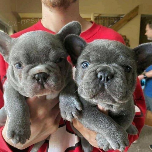 Kr�sn� �t��ata francouzsk�ho buldo�ka k adopci.