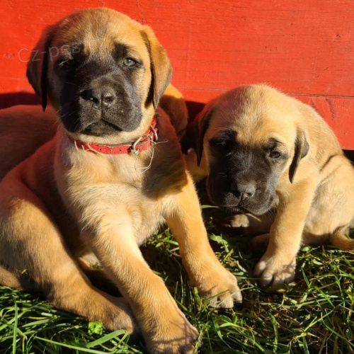 Kr�sn� �t���tka Bullmastiff k adopci.