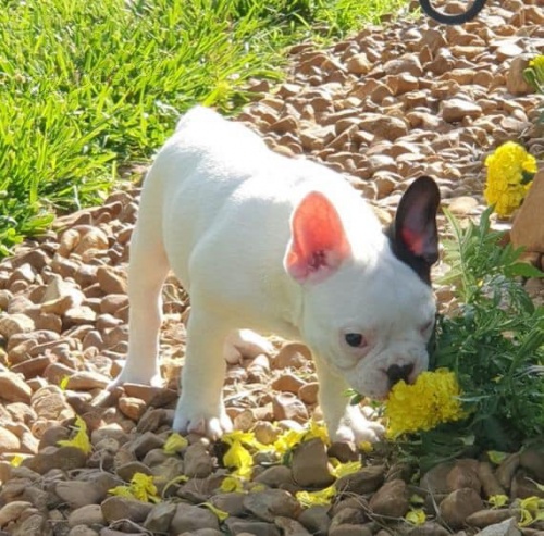 N�dhern� �t��ata francouzsk�ho buldo�ka.