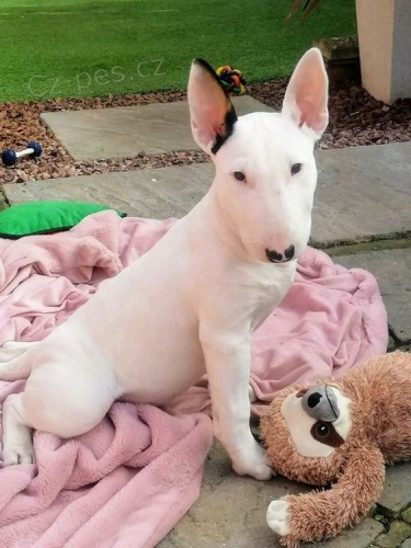 Prod�m o�kovan� �t��ata anglick�ho bulteri�ra.