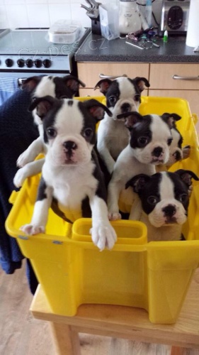 Prod�m o�kovan� �t��ata bostonsk�ho teri�ra