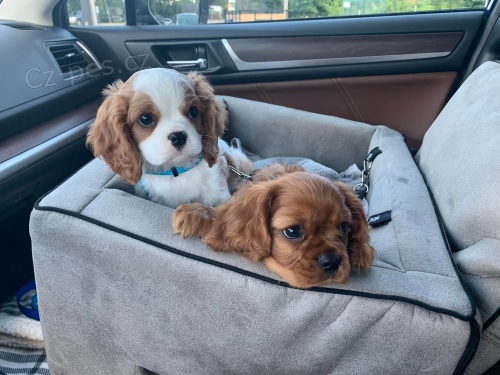 Čistokrevný Cavalier King Charles štěňata. Čistokrevný Cavalier King Charles štěňata.