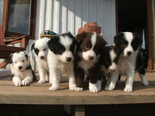 Prod�m �t��ata border kolie