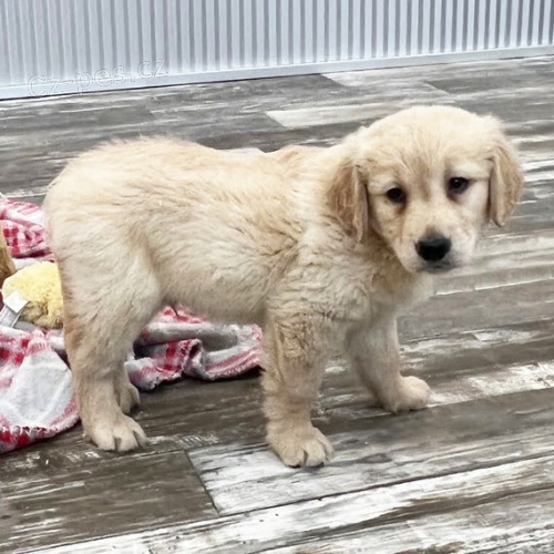 Prod�m �t��ata zlat�ho retr�vra.