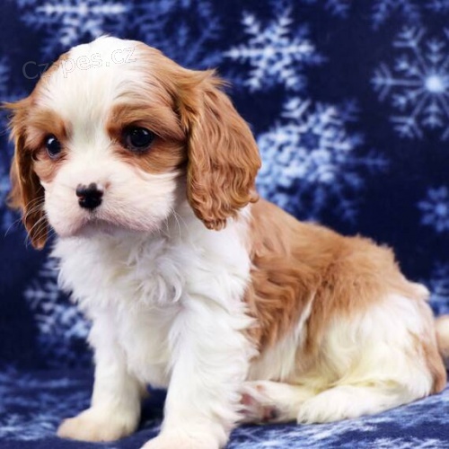 Prod�m o�kovan� �t��ata Kaval�r King Charles Spaniel
