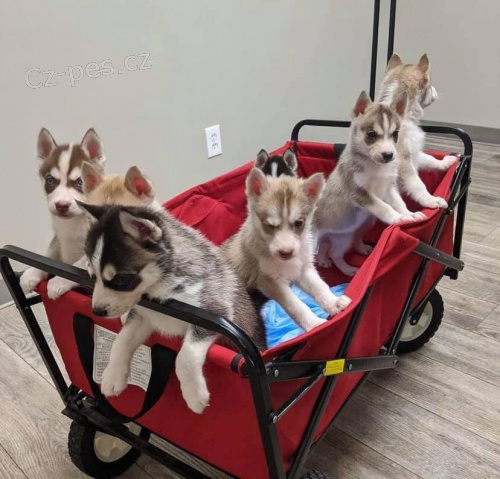Sibiřské husky dívky a štěňata chlapce. Sibiřské husky dívky a štěňata chlapce.