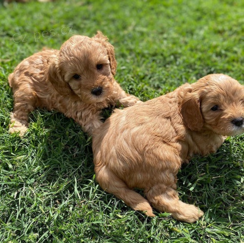 Cavapoo dívky a štěňata chlapců. Cavapoo dívky a štěňata chlapců.