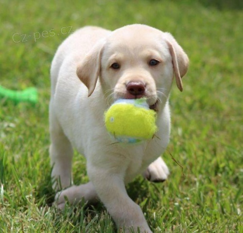 Krásné labradorské štěňata připravené k životu. Krásné labradorské štěňata připravené k životu.