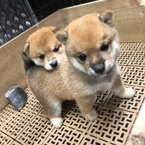 Ohromující štěňata Akita připravená žít. Ohromující štěňata Akita připravená žít.