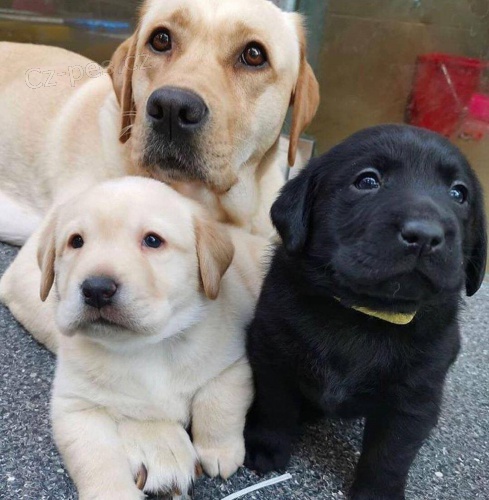 Ohromující štěňata Labrador připravená žít. Ohromující štěňata Labrador připravená žít.