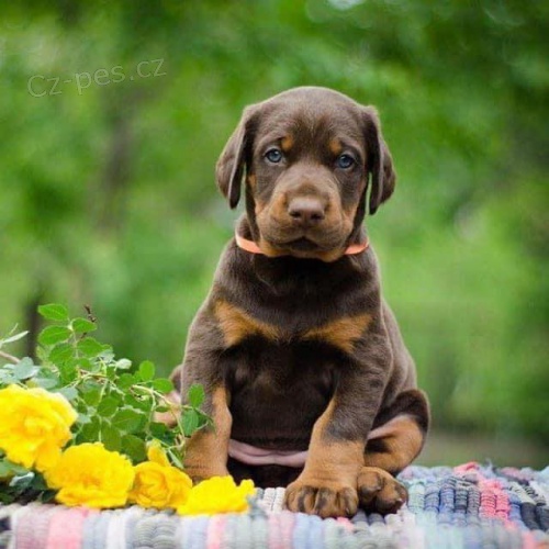 Roztomilé štěňata dobermana. Roztomilé štěňata dobermana.