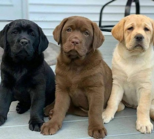 Roztomilé štěňata labradorského retrívra. Roztomilé štěňata labradorského retrívra.