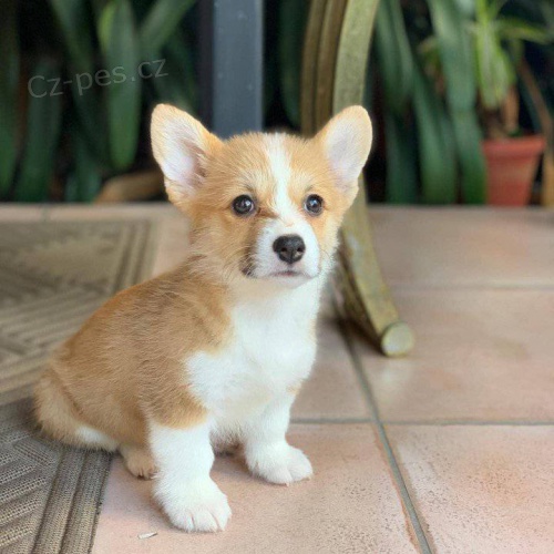 Roztomilá štěňata Pembroke Welsh Corgi. Roztomilá štěňata Pembroke Welsh Corgi.