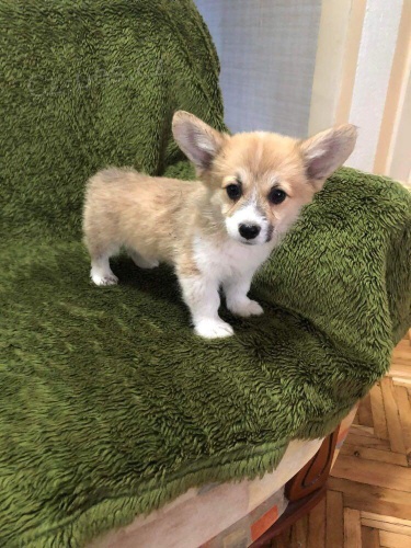 Roztomilá velšská štěňátka Corgi Pembroke. Roztomilá velšská štěňátka Corgi Pembroke.