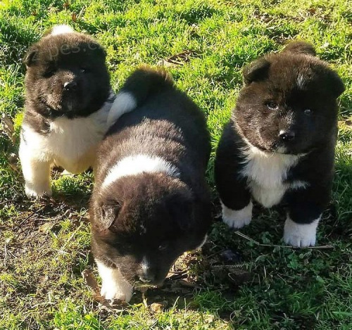 Roztomilé štěňata Akita. Roztomilé štěňata Akita.