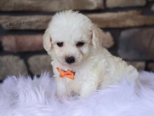 Prodám očkovaný, zdravý a odčervený šálek Maltipoo. Prodám očkovaný, zdravý a odčervený šálek Maltipoo.