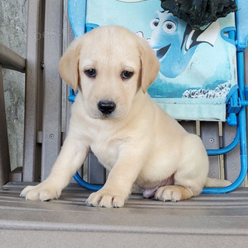 Prod�m o�kovan� a od�erven� �t��ata labradorsk�ho retr�vra.