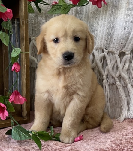 Prod�m �t��ata zlat�ho retr�vra.