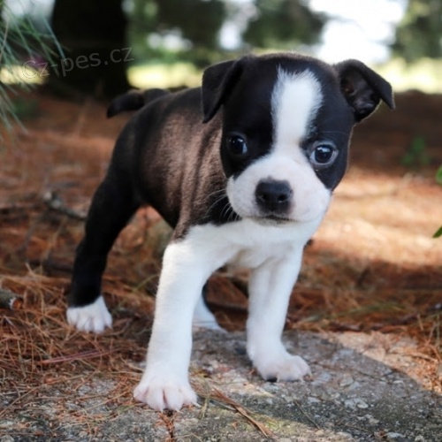 Prod�m �t��ata bostonsk�ho teri�ra