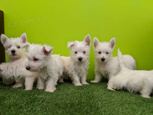 Prod�m mini mini �t��ata West Highland White Terriers